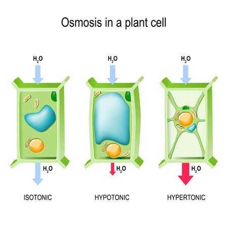 Osmosis in a plant cell. 3 types of tonicity: hypotonic, hypertonic ...