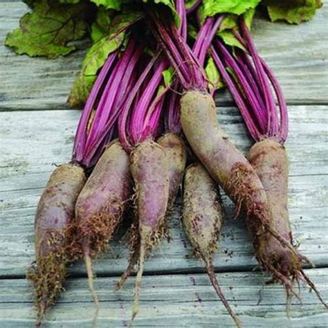 17 of the Best Beet Varieties to Plant | Gardener's Path