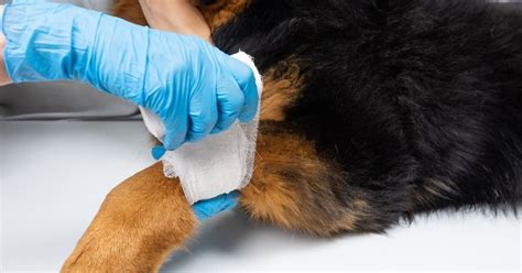 Dog Wound Care | A Complete Guide