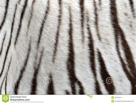 🔥 [30+] Tiger Fur Wallpapers | WallpaperSafari