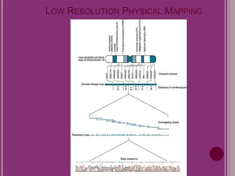 Construction of human gene map through map integration- from genetic ...