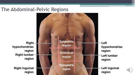 Parts Of Abdomen Diagram 5: The Abdomen