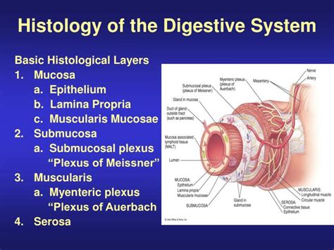 Histology Of The Digestive System Basic Histological Layers | sexiezpix ...