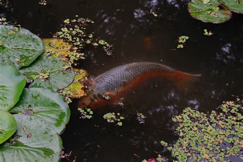 Best Pond Plants for Koi :: YardYum - Garden Plot Rentals