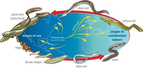 22 Moray Eel Facts that Will Endear [or Terrify] You