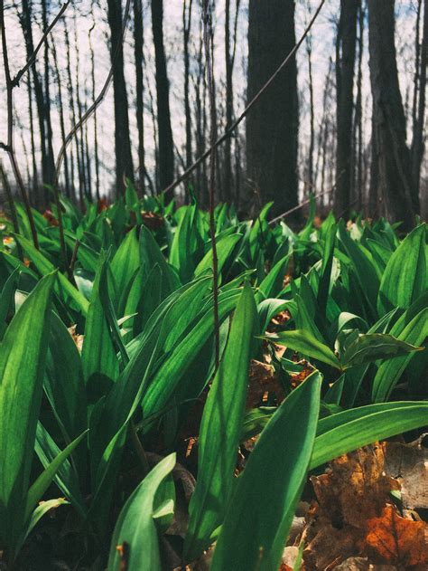 Foraging Edible Plants - A Beginner's Guide to Foraging with Confidence