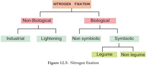 Nitrogen Fixation