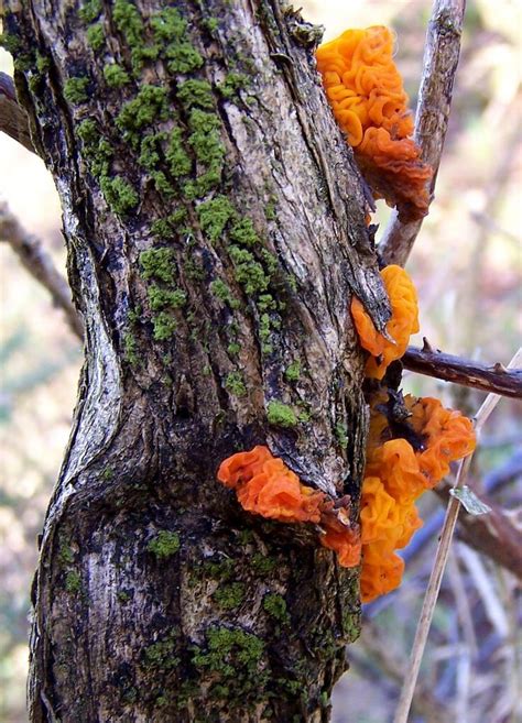 Orange Fungus On Tree Uk - img-humdinger