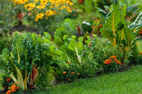 Flowers I Like to Companion Plant With Vegetables