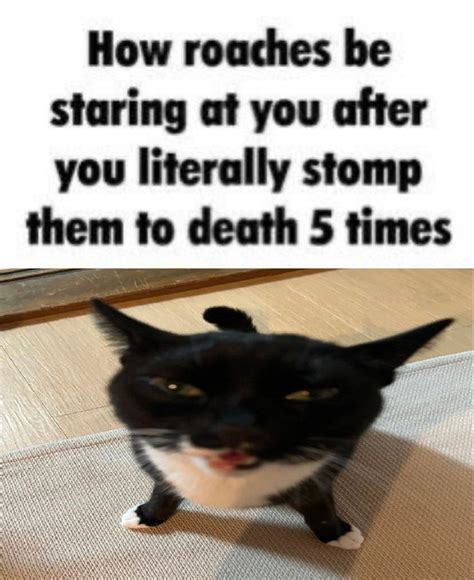 Ugly cat meme | Cat memes, Ugly cat, Memes