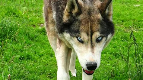 Get Wild With the Outstanding Husky Wolf Dog Mix - Animalso