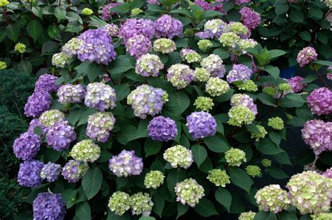 14 Beautiful Hydrangea Varieties