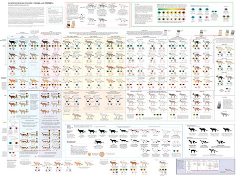 Skin Color Genetics Calculator - Infoupdate.org