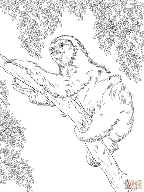 Two Toed Sloth on Tree coloring page | Free Printable Coloring Pages