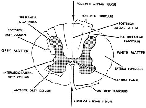 Spinal Cord Cross Section Diagram Spinal Cord Cross