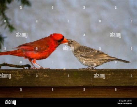 Cardinal nest hi-res stock photography and images - Alamy