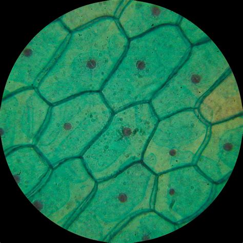 Plant Cell Structure Under Microscope : Biological Science Picture ...