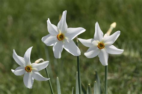 Narcissus or Daffodil? 5 Favorites to Plant Now, Indoors or Out ...