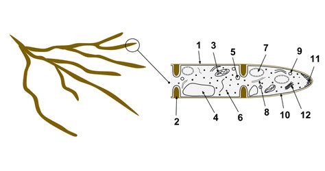 Fungal hyphae – Topic 1 Cell Biology