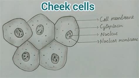 Human Cheek Cells Under A Microscope