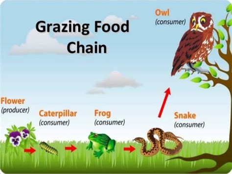 Food chain Definition and Examples - Biology Online Dictionary