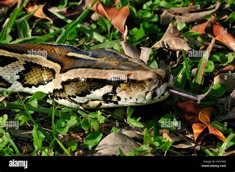 Burmese python, Python molurus bivittatus, Florida Stock Photo - Alamy