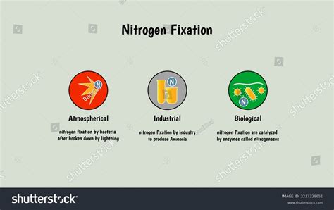 Nitrogen Fixation Methode By Industrial Chemical Stock Vector (Royalty ...