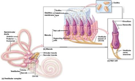 Macula Structure. Maculae detect both the orientation of the head when ...