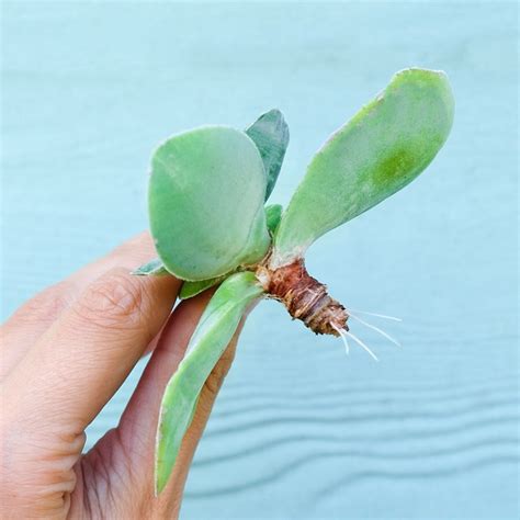 How to Plant Succulent Cuttings