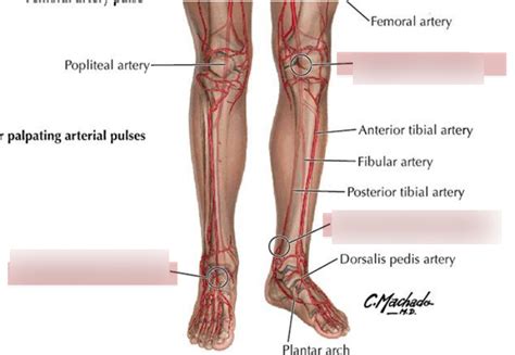 Posterior Tibial Artery Palpation