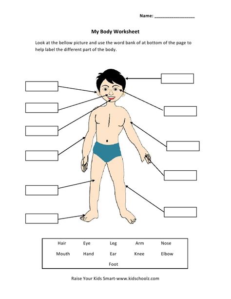 Parts Of A Body Worksheets