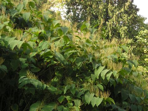 Hybrid knotweed (Bohemian knotweed) identification and control ...