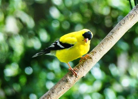 American Goldfinch | Living With A Hopeful Heart