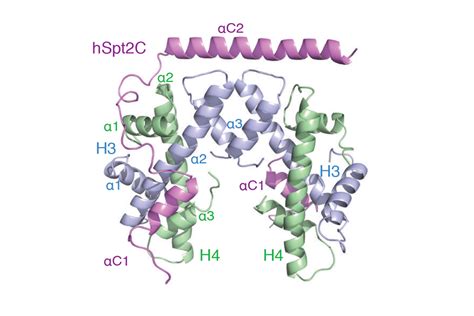 Histone Chaperones | Sloan Kettering Institute