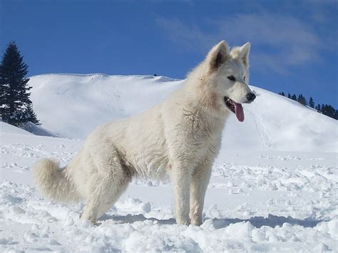 File:White Swiss Shepherd Dog Djinn (cropped).JPG - Wikimedia Commons