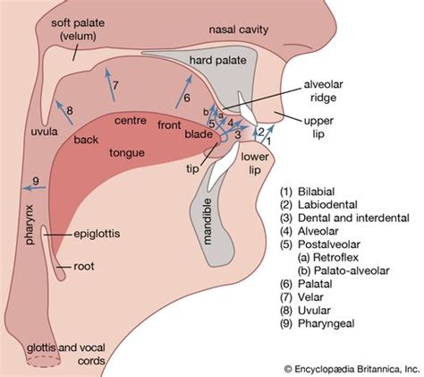 Alveolar ridge | anatomy | Britannica.com