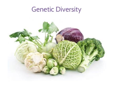 Genetic Diversity - Presentation in A Level and IB Biology