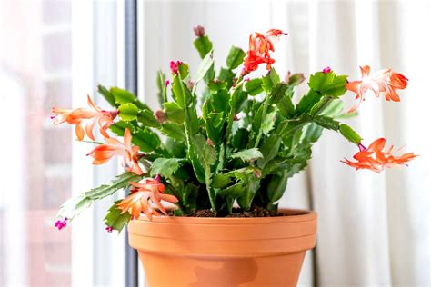 How To Care For Holiday Cactus Aka Christmas, Thanksgiving,, 57% OFF