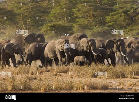 Herd of Elephants Stock Photo - Alamy