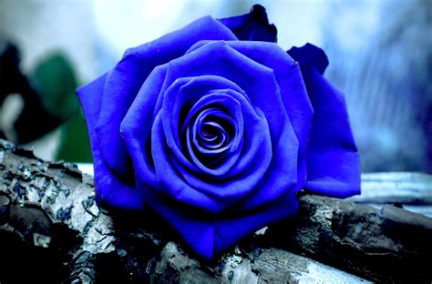 Blue Rose Wallpaper HD | PixelsTalk.Net