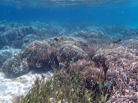 Snorkeling on Komodo Resort's House Reef | Snorkeling in Indonesia