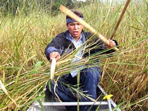 Harvesting Wild Rice - Delishably