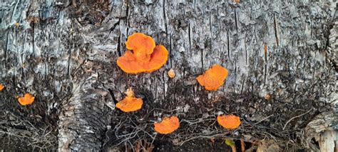 The Orange Color from Fungus Stock Photo - Image of orange, color ...