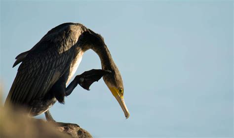 Cormorant - Artur Rydzewski nature photography