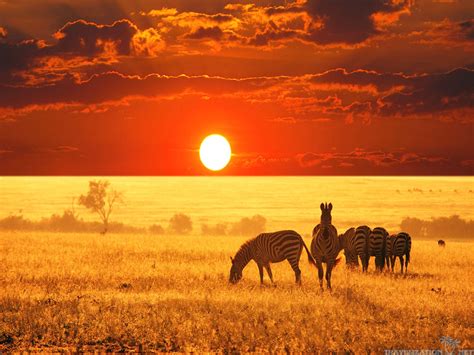 African Safari Wallpapers - Top Free African Safari Backgrounds ...