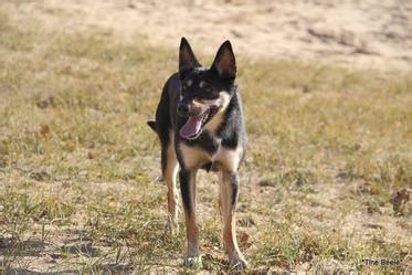 kelpie colors - Working Kelpie