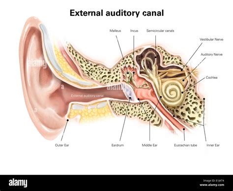 External auditory canal of human ear (with labels Stock Photo - Alamy