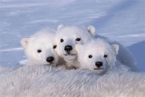 Polar bear cubs (Ursus maritimus) Our beautiful Wall Art and Photo ...