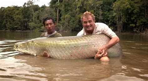 Ikan Terbesar & Terkuat di Dunia Berhasil Ditangkap