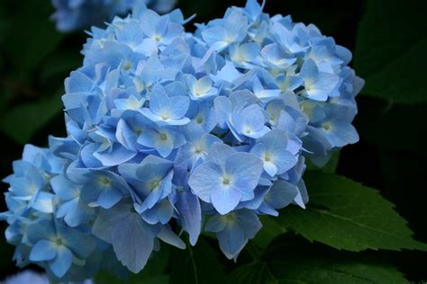 Blue Hydrangea Wallpaper - WallpaperSafari